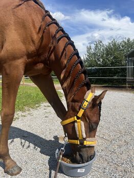 Araber Hengst, Jana, Horses For Sale, St.Lorenzen