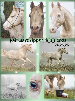 Arabian Stallion, Jo, Horses For Sale, Staffordshire