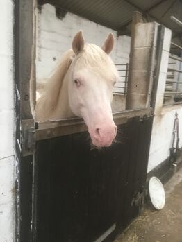Arabian Stallion, Jo, Horses For Sale, Staffordshire