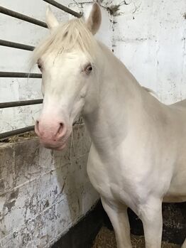 Arabian Stallion, Jo, Pferd kaufen, Staffordshire