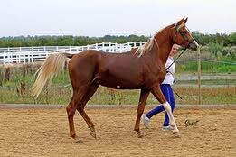 Arabian Stallion, Jo, Pferd kaufen, Stoke-on-trent