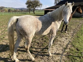 Arabisches Vollblut, Sturmlechner Karl, Horses For Sale, Oberndorf an der Melk