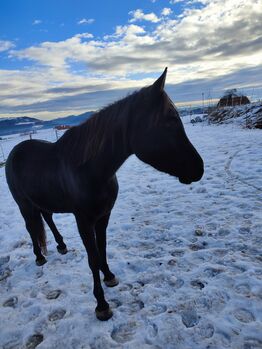 Araber Jungwallach sucht Traumplatz, Jasmin, Horses For Sale, Kumberg