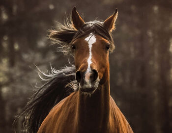 #arabianlove #allrounder, WOW Pferd  (WOW Pferd), Horses For Sale, Bayern - Attenkirchen