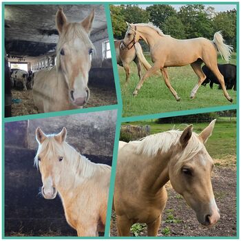 Partbred Araber 95,95 % AV Palomino Wallach
