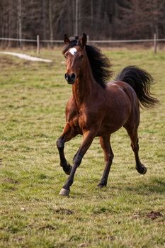 Araber jahrling, Petra , Horses For Sale, Bled
