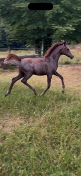 Araber Stutfohlen, Claudia Liebminger, Horses For Sale, STATTEGG 