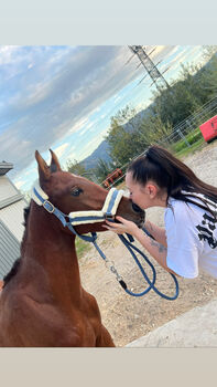 Araber Hengst, Jana, Horses For Sale, St.Lorenzen