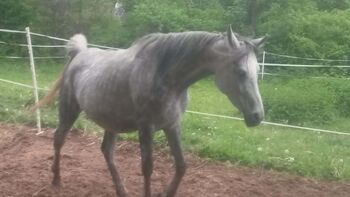 Tragende Araberstute