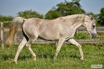 Araber Stute, Petra , Horses For Sale, Bled