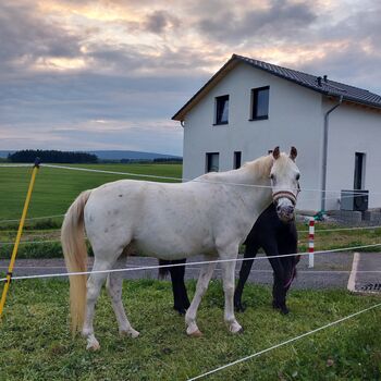 Araber Wallach, Bianca, Horses For Sale, Bundenbach