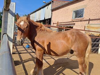 Ardenner Hengst, Elke , Pferd kaufen, Neunkirchen/Saar