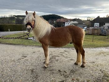 Arvid Haflinger, Helena Henninger, Pferd kaufen, Steyregg