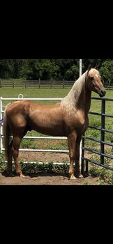 ASB Palomino Stallion Standing at Stud, Starlight Stallions, Konie na sprzedaż, Orlando