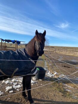 Asterix sucht ein neues Zuhause, Emely , Horses For Sale, Groß Burgstall