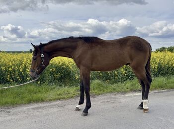 Stunning Małopolski Gelding “Halny” – Calm, Well-Bred, and Full of Potential