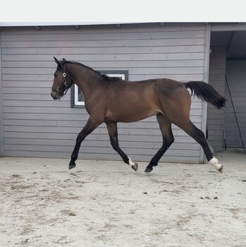 Stunning Małopolski Gelding “Halny” – Calm, Well-Bred, and Full of Potential, Edyta, Pferd kaufen, Dębno