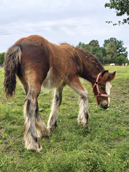 A Stunning Bay Irish Cob Foal – Built Like a Tank, Zalia Stud, Pferd kaufen, Strykow