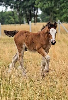 A Stunning Bay Irish Cob Foal – Built Like a Tank