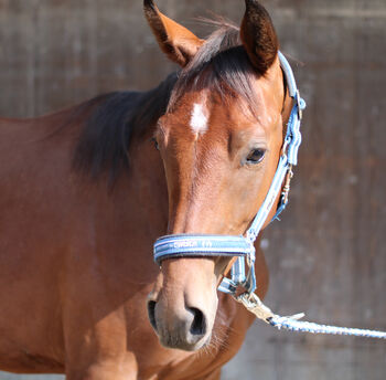 Athletischer vielseitiger Youngster, N. Weber, Horses For Sale, Markgrönigen