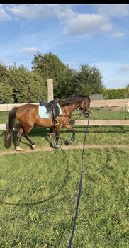 Reitpony Stute zum selbst ausbilden, Höft Josephine , Horses For Sale, Daberkow 