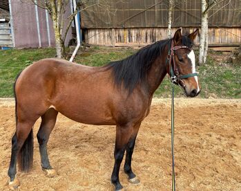 Aufgeschlossene, liebe Quarter Horse Stute von top Reining Hengst