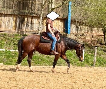 Aufgeschlossene, liebe Quarter Horse Stute von top Reining Hengst, Kerstin Rehbehn (Pferdemarketing Ost), Horses For Sale, Nienburg