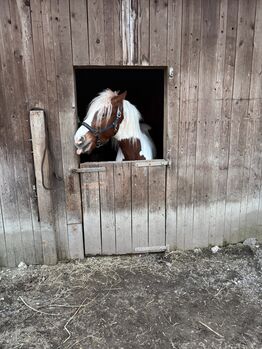 Aufgeweckter Wallach