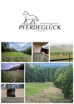 Aufzuchtplatz ab Mai 2026- Stuten, Stefanie Schleicher , Stallplätze, Nohn