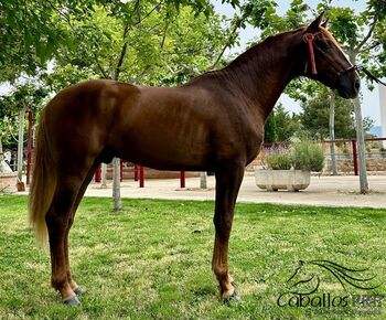 Ausdrucksstarker PRE Fuchshengst mit tollen Bewegungen, Thomas Adams (Caballos PRE), Pferd kaufen, Bell