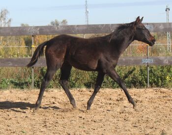 ausdrucksstarker Quarter Horse Wallach mit toller Allround Abstammung, Kerstin Rehbehn (Pferdemarketing Ost), Pferd kaufen, Nienburg