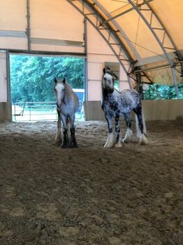 Ausdrucksstarker Shire Horse Wallach Frodo