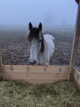 Ausdruckstarker temperamentvoller PRE Mix Wallach Andalusier