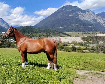 Ausnahme Pony sucht Lebensplatz, Nicole , Pferd kaufen, Buch