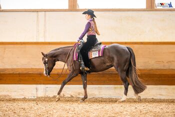 Ausnahme-Quarter-Horse Stute mit Top-Abstammung und Turniererfolgen, Kerstin Rehbehn (Pferdemarketing Ost), Pferd kaufen, Nienburg