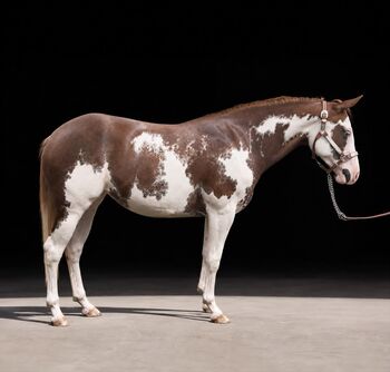 Außergewöhnliche Paint Horse Stute mit Qualität, Ausstrahlung & Top-Charakter