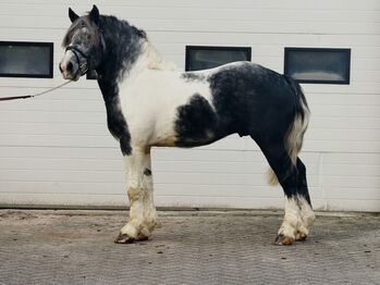 Außergewöhnlicher Kaltblut Wallach Porzellan Schecke