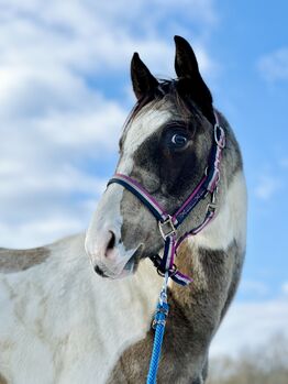 Exceptional colt for sale ⭐️, Tetiana, Pferd kaufen, Warsaw