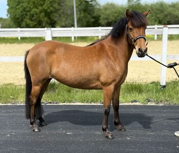 Ein außergewöhnliches Pony mit einem Top-Springtalent., Levent Novy , Pferd kaufen, Ingolstadt
