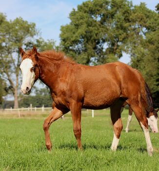 Ein außergewöhnliches Prospect für Reining & Zucht, Kerstin Rehbehn (Pferdemarketing Ost), Pferd kaufen, Nienburg