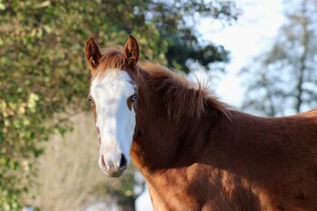 Ein außergewöhnliches Prospect für Reining & Zucht