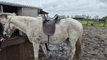 Australischer Stocksattel, Denise, Westernsattel, Laatzen