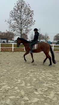 Österreichische WB-Stute