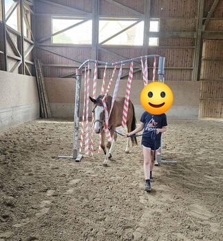 Österreichisches Reitpony