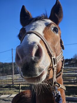 Österreichisches Reitpony, K.B.Z. verkaufspferde , Konie na sprzedaż, Steiermark/Leibnitz 