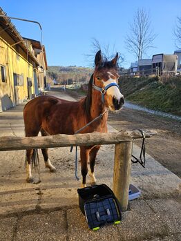 Österreichisches Reitpony, K.B.Z. verkaufspferde , Horses For Sale, Steiermark/Leibnitz 