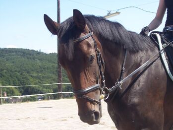 Österreichisches Warmblut – liebevolle Stute sucht neuen Platz
