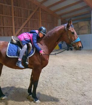 Österreichische WB-Stute