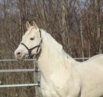 Deckanzeige - AQHA Foundation Hengst