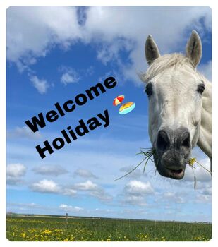 Aufzuchtsplatz Reitpony Hengst Zweijährig